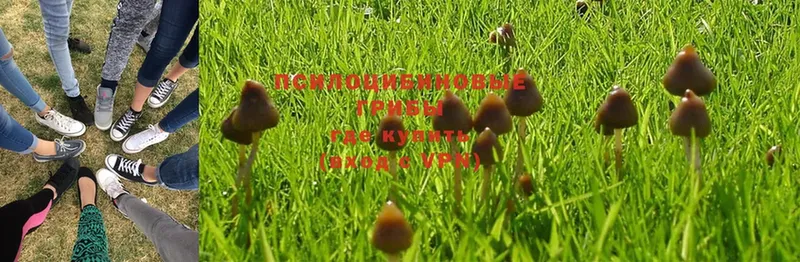 блэк спрут сайт  Полевской  Галлюциногенные грибы MAGIC MUSHROOMS 